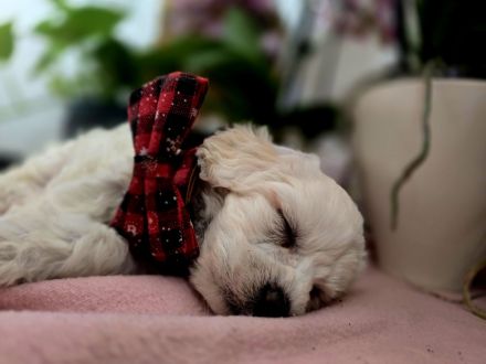 Süße Maltipoo Welpen