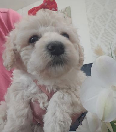 Süße Maltipoo Welpen