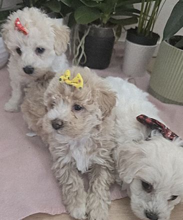 Süße Maltipoo Welpen