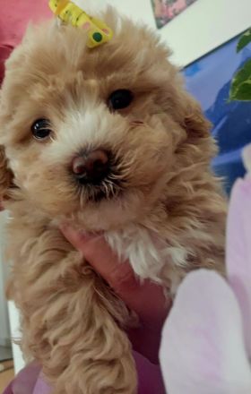 Süße Maltipoo Welpen