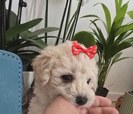 Süße Maltipoo Welpen