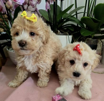 Süße Maltipoo Welpen