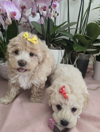Süße Maltipoo Welpen