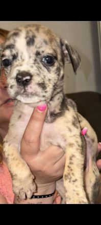 Old English Bulldog Welpen