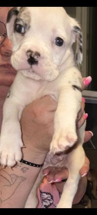 Old English Bulldog Welpen