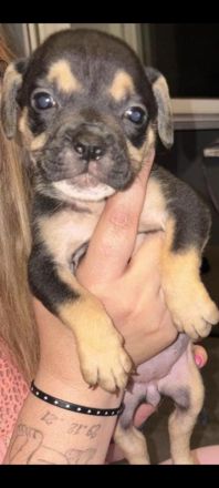 Old English Bulldog Welpen