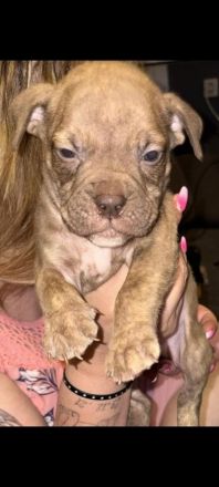 Old English Bulldog Welpen