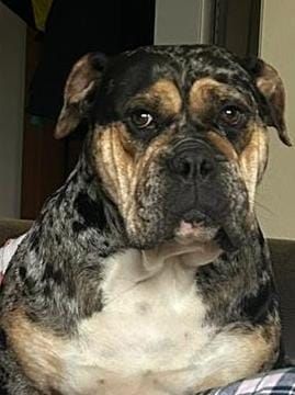 Old English Bulldog Welpen