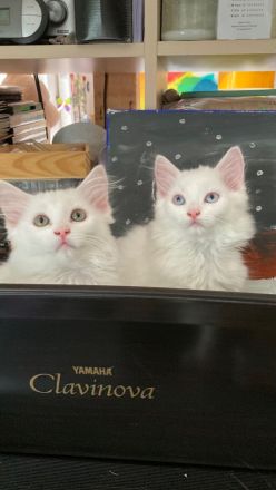 Wunderschön weißes, familienfreundliches Kitten: Türkisch Angora - Ragdoll Neva Masquarade Mix