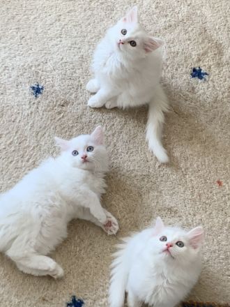Wunderschön weißes, familienfreundliches Kitten: Türkisch Angora - Ragdoll Neva Masquarade Mix