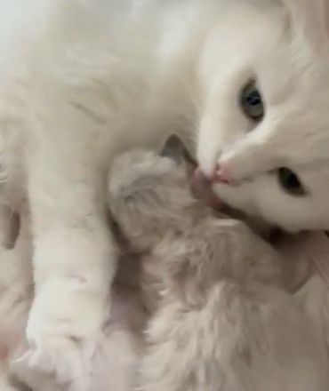 Wunderschön weißes, familienfreundliches Kitten: Türkisch Angora - Ragdoll Neva Masquarade Mix
