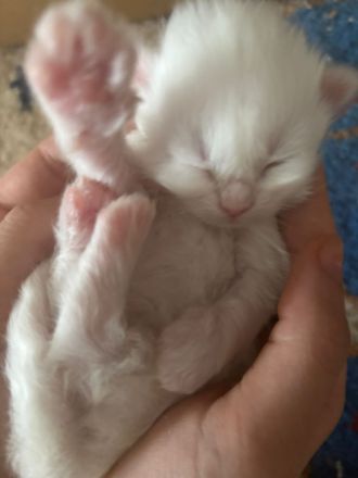 Wunderschön weißes, familienfreundliches Kitten: Türkisch Angora - Ragdoll Neva Masquarade Mix