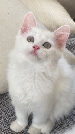 Wunderschön weißes, familienfreundliches Kitten: Türkisch Angora - Ragdoll Neva Masquarade Mix