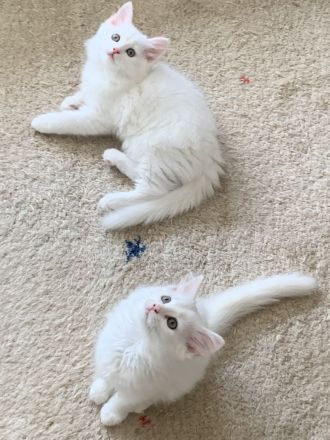 Wunderschön weißes, familienfreundliches Kitten: Türkisch Angora - Ragdoll Neva Masquarade Mix