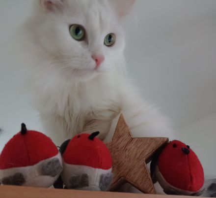 Wunderschön weißes, familienfreundliches Kitten: Türkisch Angora - Ragdoll Neva Masquarade Mix