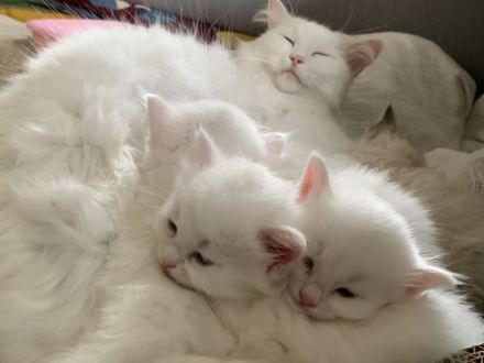 Wunderschön weißes, familienfreundliches Kitten: Türkisch Angora - Ragdoll Neva Masquarade Mix