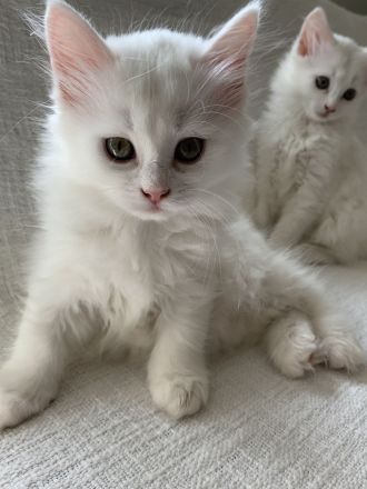 Wunderschön weißes, familienfreundliches Kitten: Türkisch Angora - Ragdoll Neva Masquarade Mix
