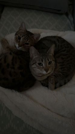 Bengal mix Katzen zu verkaufen !!November 2023 geboren!!