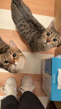 Bengal mix Katzen zu verkaufen !!November 2023 geboren!!