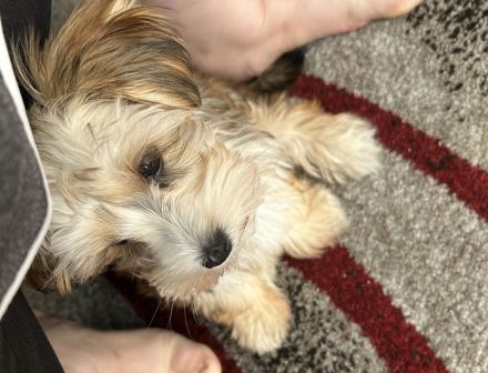 Verkaufe wunderschöne Yorkshire Terrier Hündin