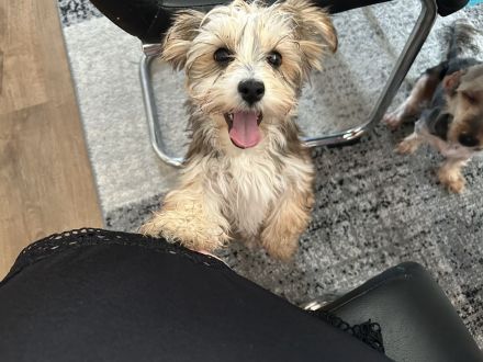 Verkaufe wunderschöne Yorkshire Terrier Hündin