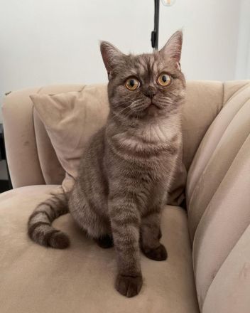 Liebevolles Zuhause für unsere verschmuste Katze gesucht. BKH