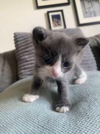 Europäische kurzhaar kitten