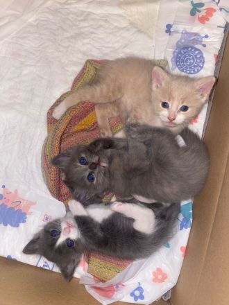 Europäische kurzhaar kitten