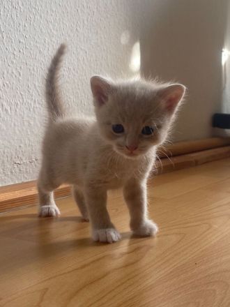 Europäische kurzhaar kitten