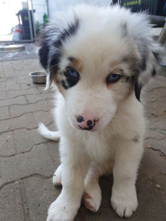 Reinrassige Australien Shepherd Welpen