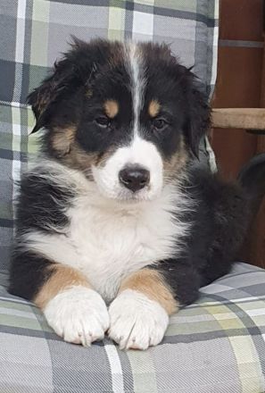 Reinrassige Australien Shepherd Welpen