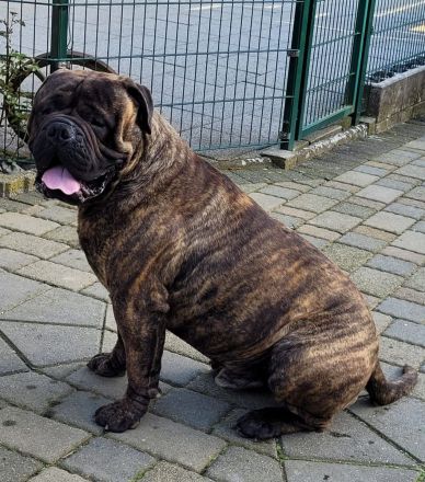 Bullmastiff Deckrüde mit Ahnentafel.
