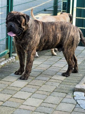 Bullmastiff Deckrüde mit Ahnentafel.