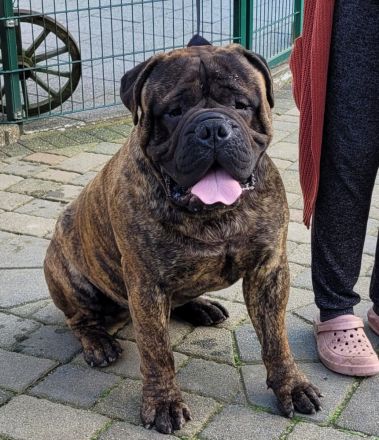 Bullmastiff Deckrüde mit Ahnentafel.