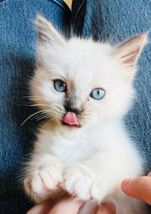 Heilige Birma Kitten, blaue Augen, Langhaar weiß