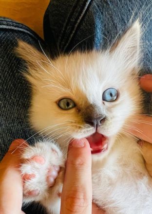 Heilige Birma Kitten, blaue Augen, Langhaar weiß