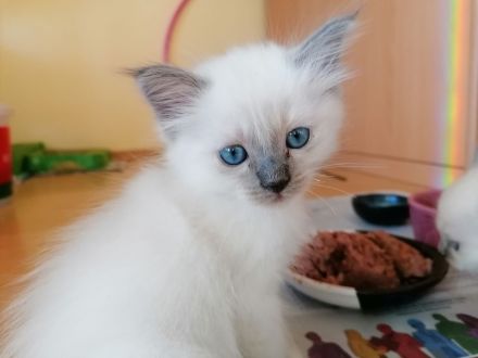 Heilige Birma Kitten, blaue Augen, Langhaar weiß