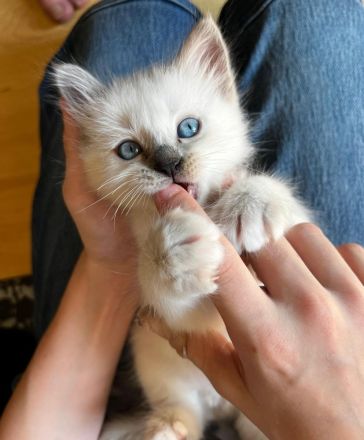 Heilige Birma Kitten, blaue Augen, Langhaar weiß