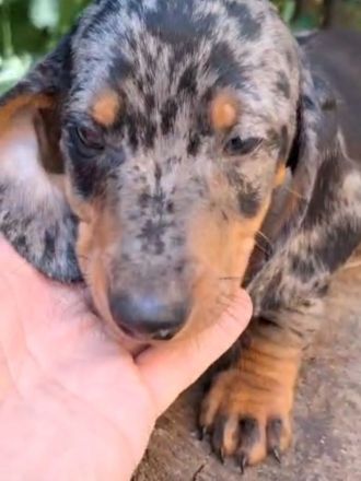 Süße Tigerteckel zwerg welpen