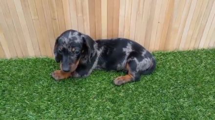 Süße Tigerteckel zwerg welpen