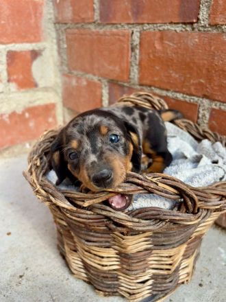 Süße Tigerteckel zwerg welpen