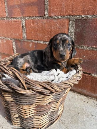 Süße Tigerteckel zwerg welpen