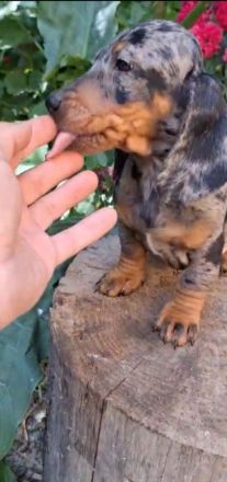 Süße Tigerteckel zwerg welpen