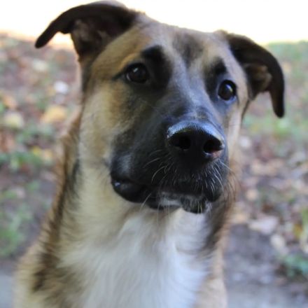 Australien Sheppard Mix 3 Jahre Rüde in erfahrene Hände abzugeben