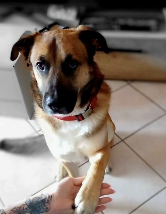 Australien Sheppard Mix 3 Jahre Rüde in erfahrene Hände abzugeben