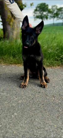 Deutscher Schäferhund Rüde