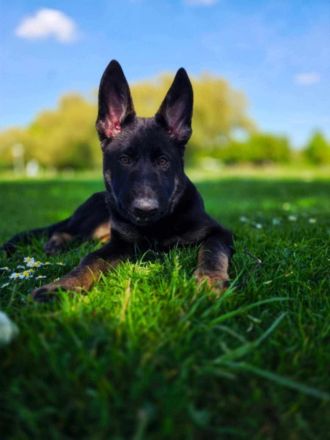 Deutscher Schäferhund Rüde