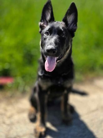 Deutscher Schäferhund Rüde