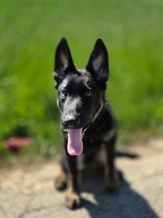 Deutscher Schäferhund Rüde