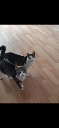 Geschwisterduo sucht ein neuen Dosenöffner